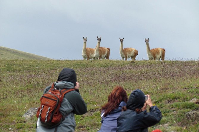 SAFARI EXPERIENCE - WILDLIFE & STEPPE - The Verlika and Baguales hills from high viewpoints