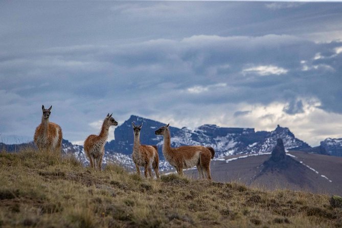 SAFARI EXPERIENCE - WILDLIFE & STEPPE - Lunch or dinner in an old Patagonian house