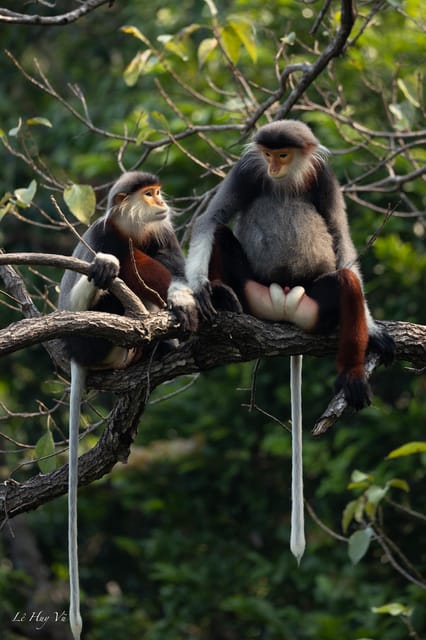 Safari - Finding the most endangered monkey in the World - Key points at a glance