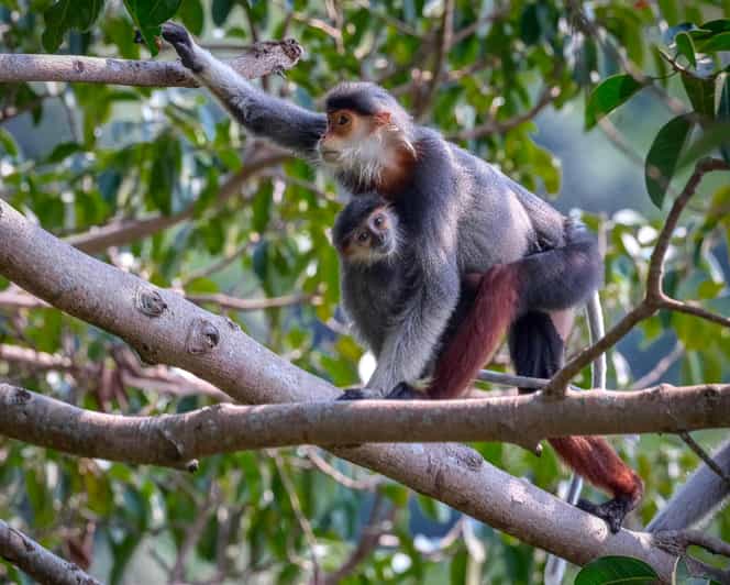 Safari - Finding the most endangered monkey in the World - What makes the best sightings possible?