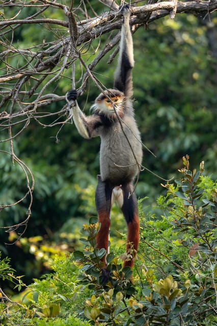 Safari - Finding the most endangered monkey in the World - Walking the quiet forest slopes
