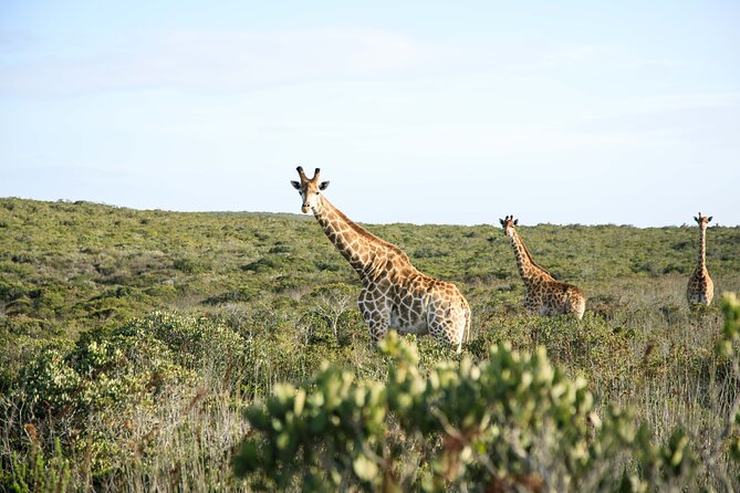 Safari Game Drive - Yzerfontein - Key points to know before booking