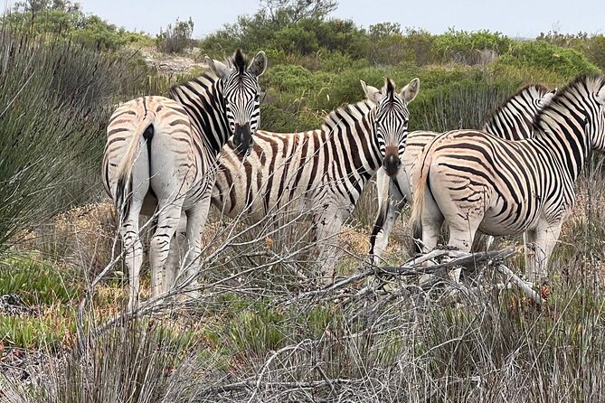 Safari Game Drive - Yzerfontein - A small safari close to Yzerfontein