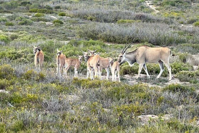 Safari Game Drive - Yzerfontein - Why guide Andre matters