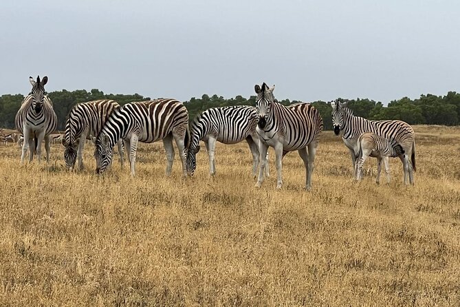 Safari Game Drive - Yzerfontein - How the value compares with the price