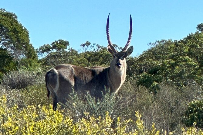 Safari Game Drive - Yzerfontein - A good choice for children and first-time safari visitors