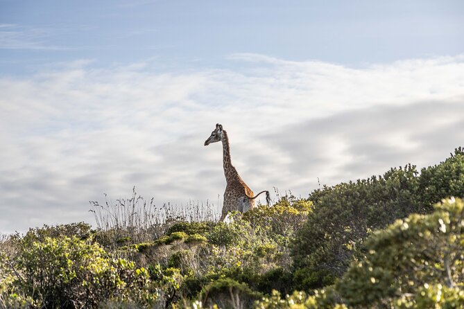 Safari Game Drive - Yzerfontein - Practical details for planning your morning