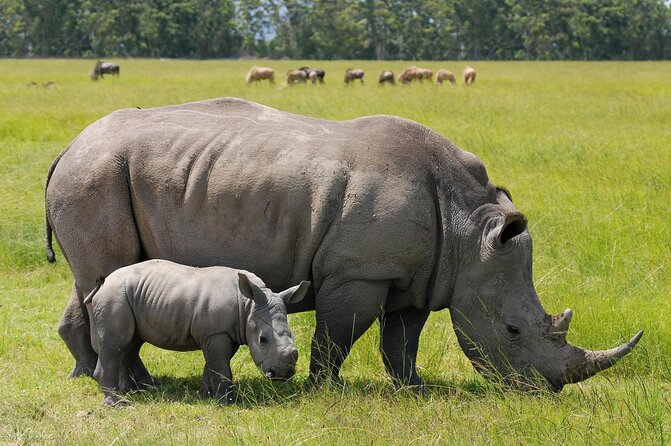 Safari In Nairobi Kenya National Park Half day Tour - Key points to know before booking