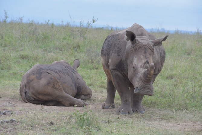 Safari In Nairobi Kenya National Park Half day Tour - Why Nairobi National Park works so well for a short stay