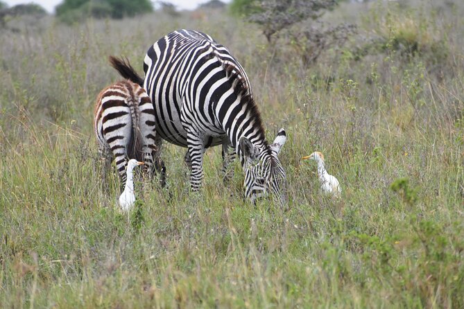 Safari In Nairobi Kenya National Park Half day Tour - Animals you may see inside the park
