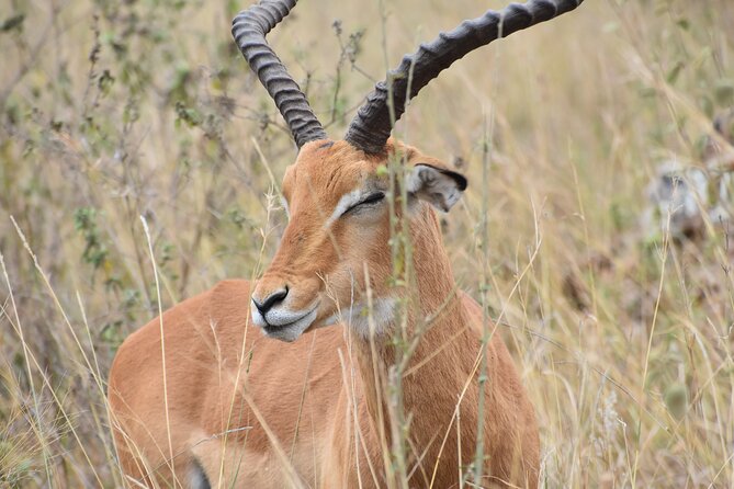 Safari In Nairobi Kenya National Park Half day Tour - Who should book this half-day safari?
