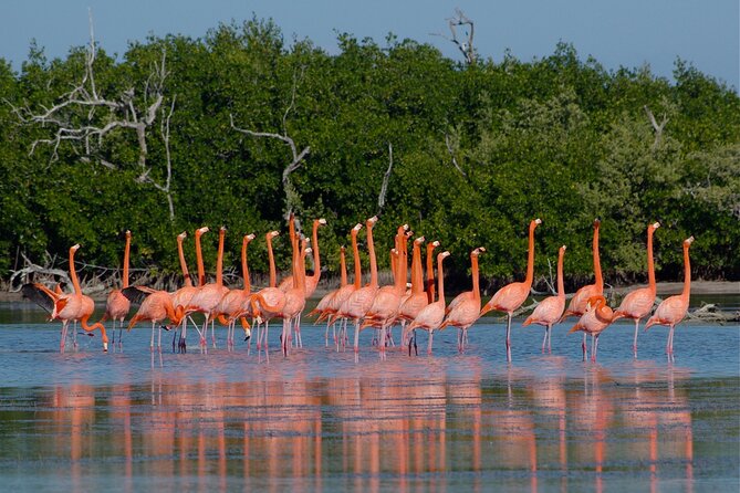 Safari in Rio Lagartos, Coloradas and Mayan Bath - Playa Las Coloradas is the right place to rinse off