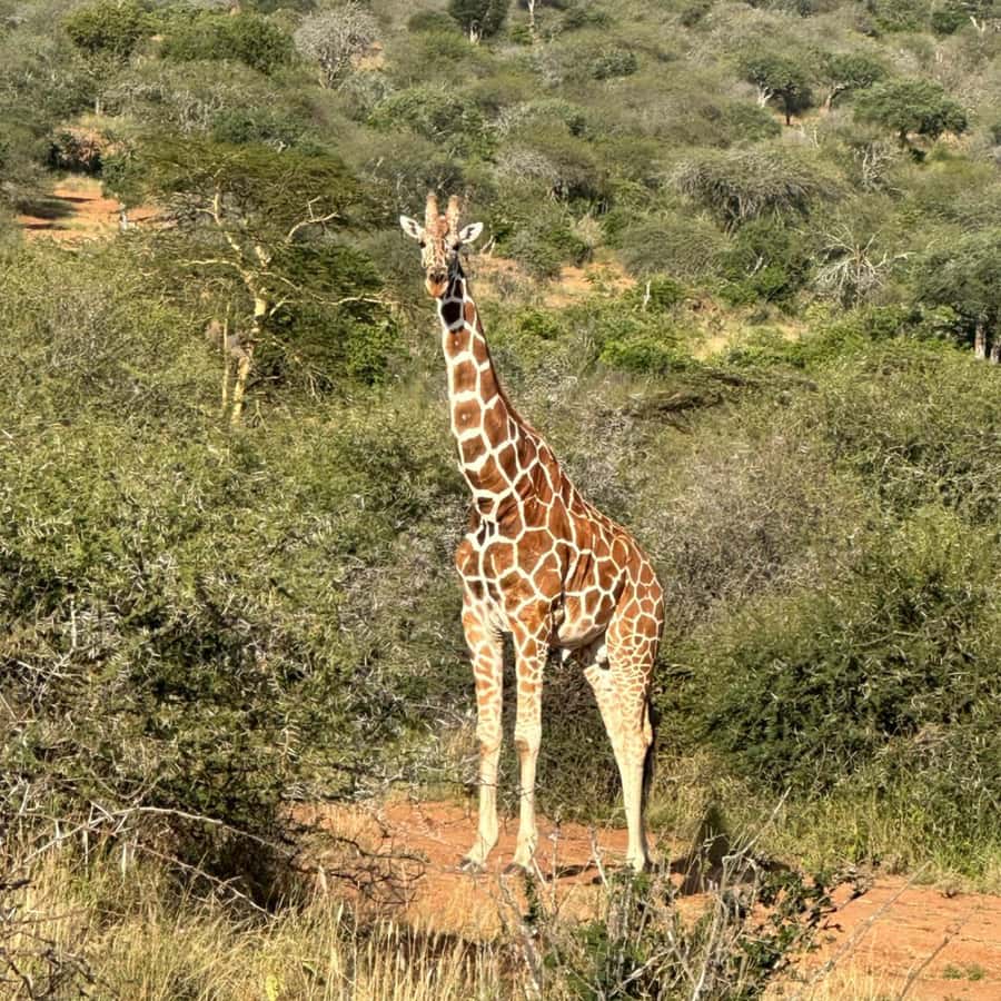 Safari in the Bandia reserve and boat trip on the Somone lagoon - Bandia’s 4x4 safari and close animal sightings