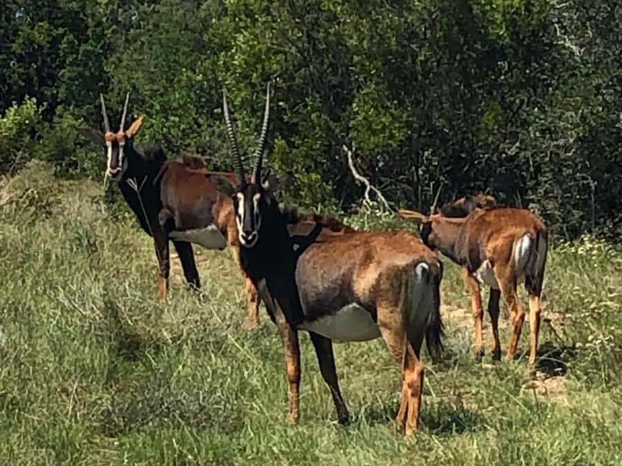 Safari into Schotia Half Day Tour - Why Schotia works well as a half-day safari