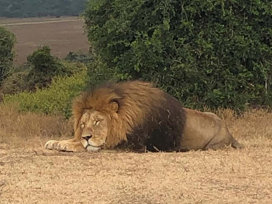 Safari into Schotia Half Day Tour - Guides who make the difference