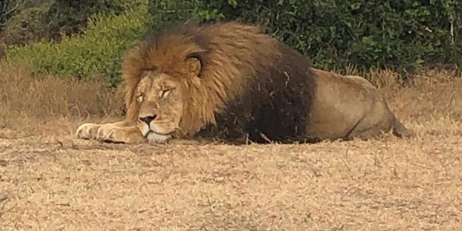 Safari into Schotia Half Day Tour - What to bring, and what to leave behind