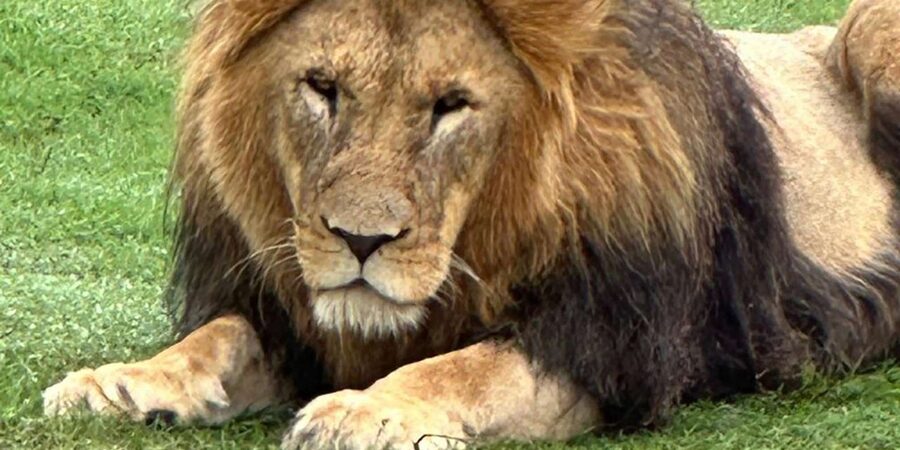Safari into Schotia Half Day Tour - Who will enjoy this safari most