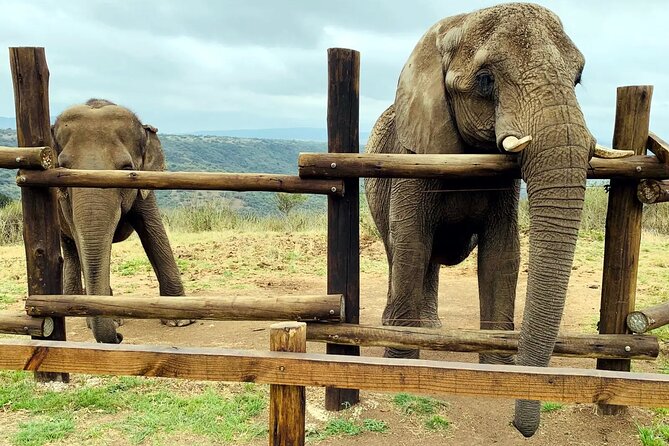 Safari & PheZulu Village Day Tour from Durban - Why this Durban day trip works so well