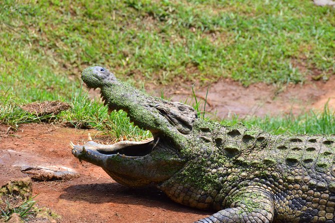 Safari & PheZulu Village Day Tour from Durban - PheZulu Reptile Park: close encounters with snakes and crocodiles