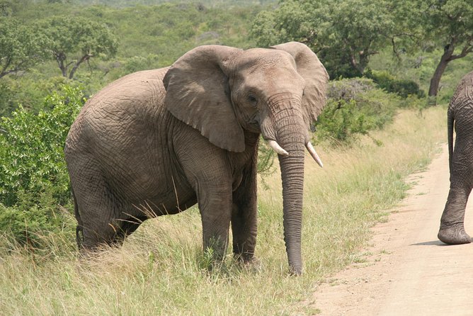 Safari & PheZulu Village Day Tour from Durban - Guides, vehicles, and the feel of the day