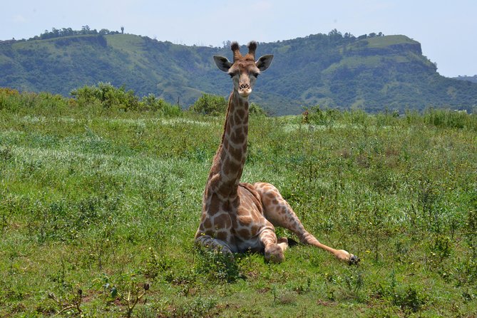 Safari & PheZulu Village Day Tour from Durban - Natal Lion Park: the strongest first stop