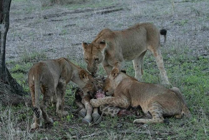 Safari Serengeti And Ngorongoro - Day four: descending into Ngorongoro Crater