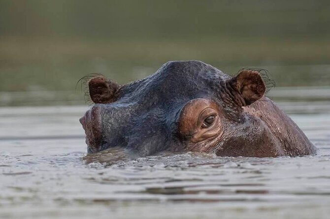 Safari Serengeti And Ngorongoro - Day five: Karatu, shopping, and the return journey
