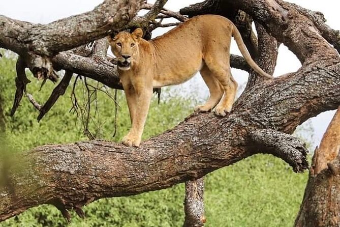 Safari Tour; Nairobi National Park - Why Nairobi National Park works for a short stay