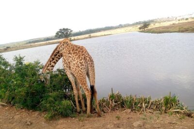 Safari Tour; Nairobi National Park