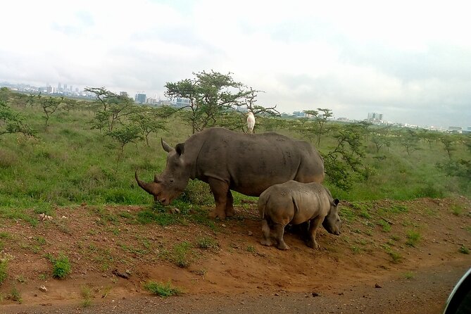 Safari Tour; Nairobi National Park - Four to five hours of game viewing