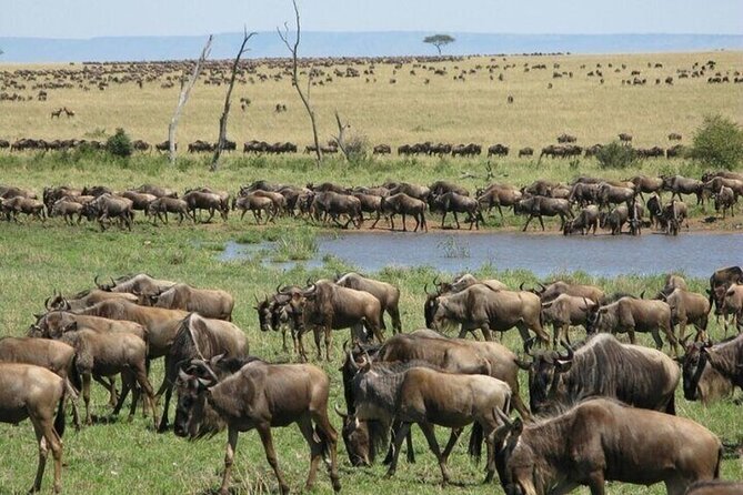 Safari Tour; Nairobi National Park - Who should book this safari