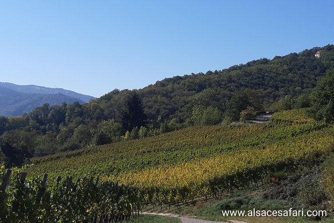 Safari-Tour Villages and vineyard, 1/2 day afternoon - Château du Haut-Koenigsbourg adds a strong historic stop