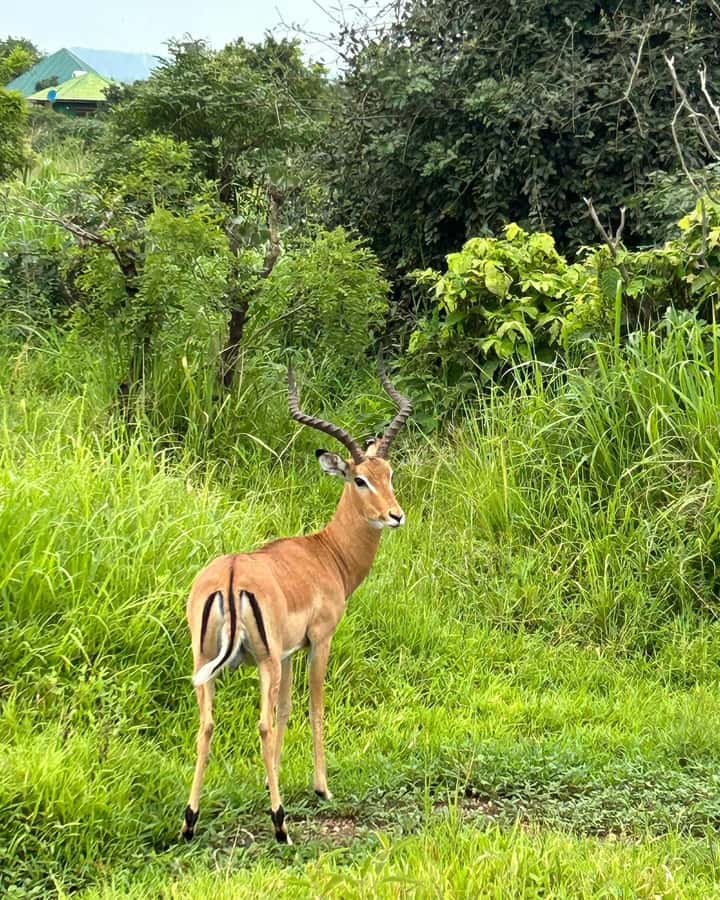 SAFARI WILDLIFE 3 DAYS 2 NIGHT FROM ZANZIBAR TO MIKUMI - Key points at a glance