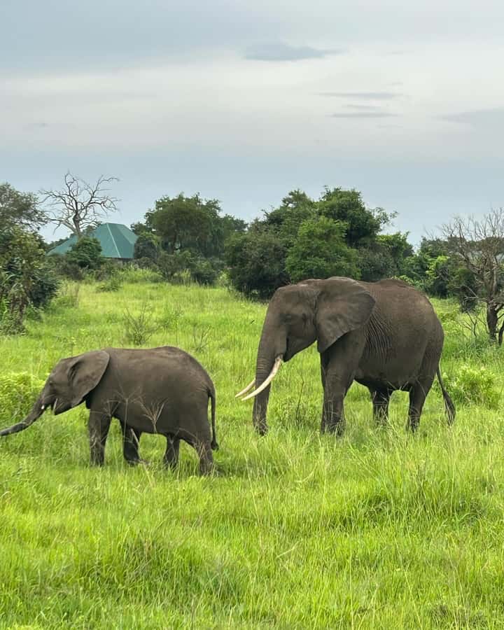 SAFARI WILDLIFE 3 DAYS 2 NIGHT FROM ZANZIBAR TO MIKUMI - Why this Mikumi trip is different