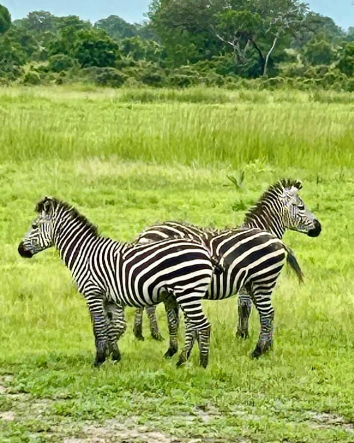 SAFARI WILDLIFE 3 DAYS 2 NIGHT FROM ZANZIBAR TO MIKUMI - Day two: a full game drive in Mikumi