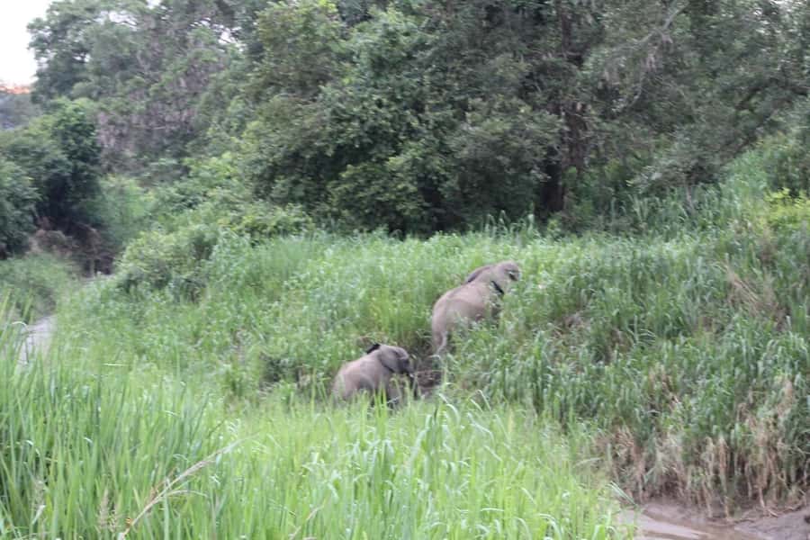 SAFARI WILDLIFE 3 DAYS 2 NIGHT FROM ZANZIBAR TO MIKUMI - Lodging, meals, and comfort