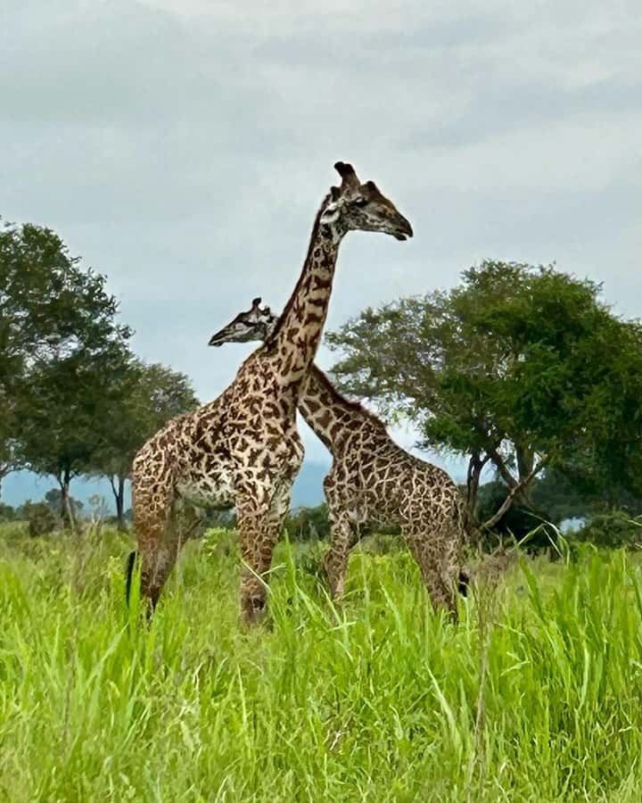 SAFARI WILDLIFE 3 DAYS 2 NIGHT FROM ZANZIBAR TO MIKUMI - What the $760 price really covers