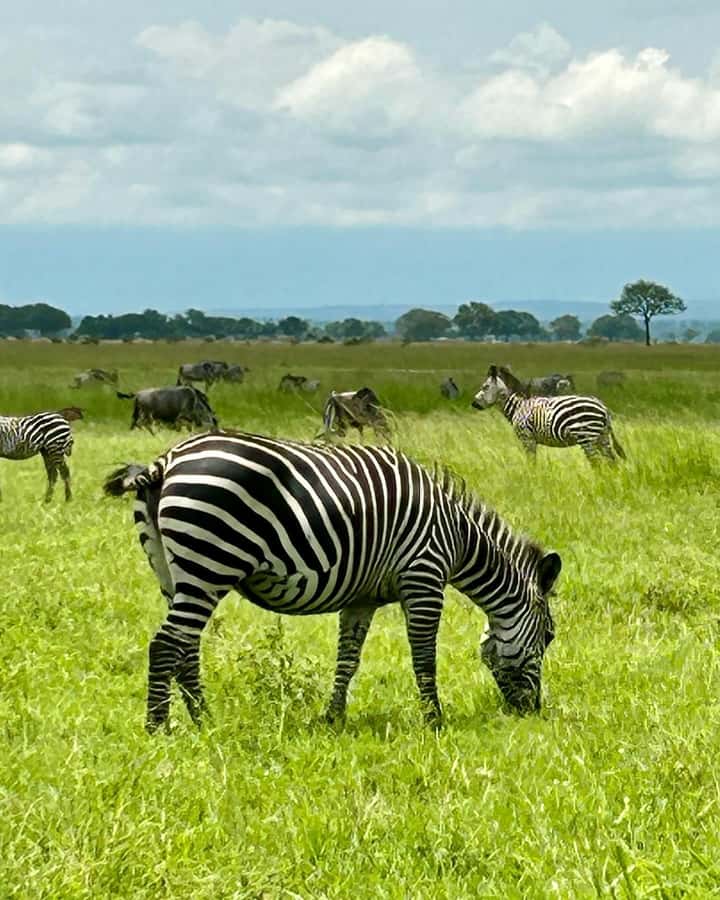 SAFARI WILDLIFE 3 DAYS 2 NIGHT FROM ZANZIBAR TO MIKUMI - Who should book this safari?