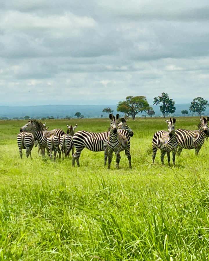 SAFARI WILDLIFE 3 DAYS 2 NIGHT FROM ZANZIBAR TO MIKUMI - My call: a demanding but memorable safari route
