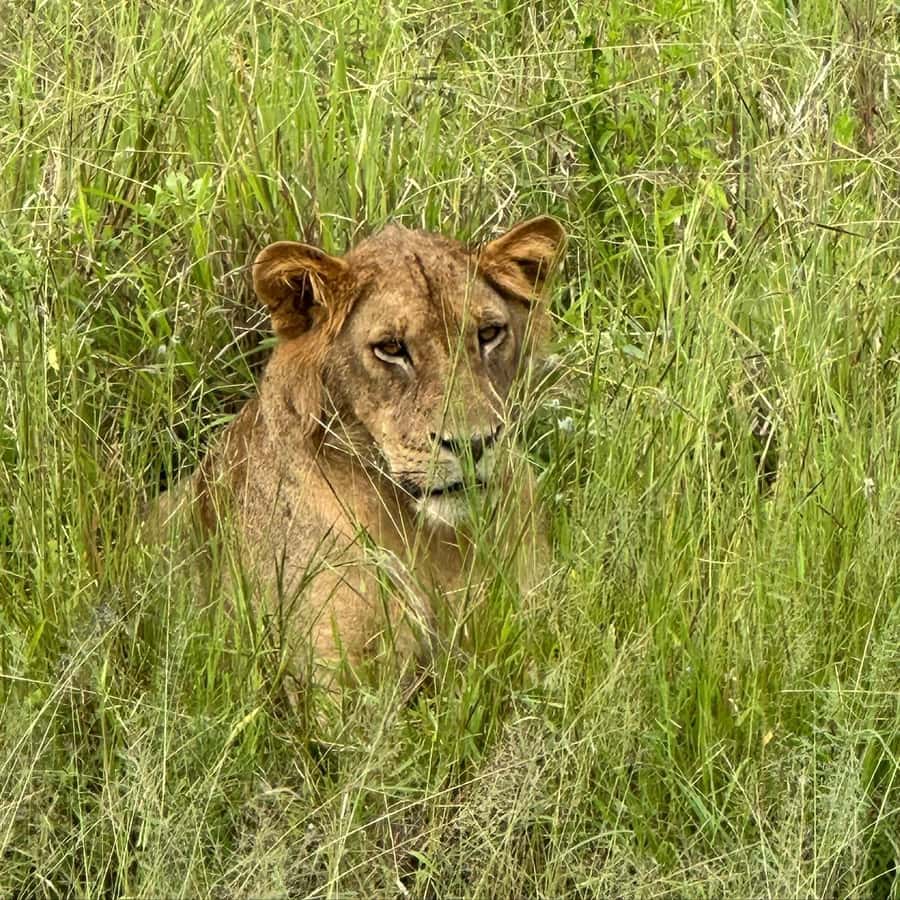 SAFARI WILDLIFE 3 DAYS 2 NIGHT FROM ZANZIBAR TO MIKUMI - Day one: Zanzibar ferry, Dar es Salaam train, and Mikumi