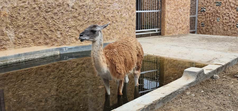 Safari World Zoo and Wahiba Sands with Sunset - The long ride back to Muscat