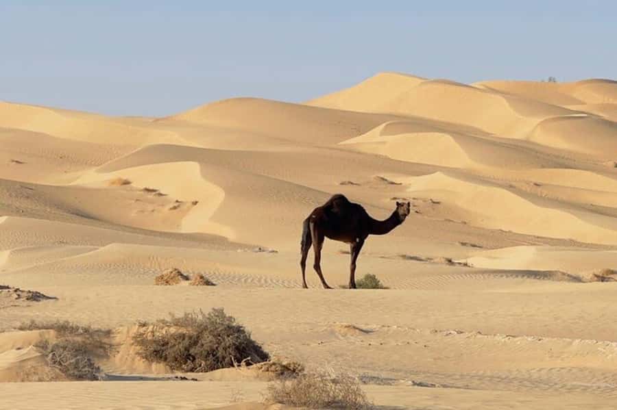 Salalah: Sunset desert safari tour in salalah(private tour) - Who should book this day out