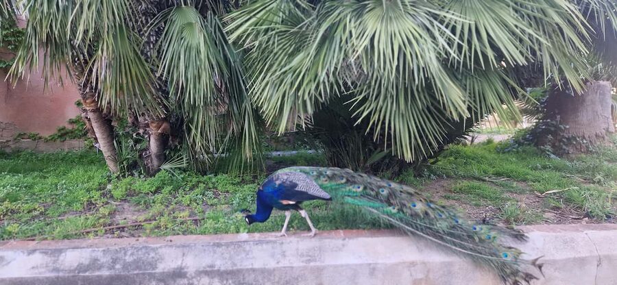 Salou safari: Park Samá with 1 vermouth tasting&hotel Pickup - The guide and the small-group atmosphere