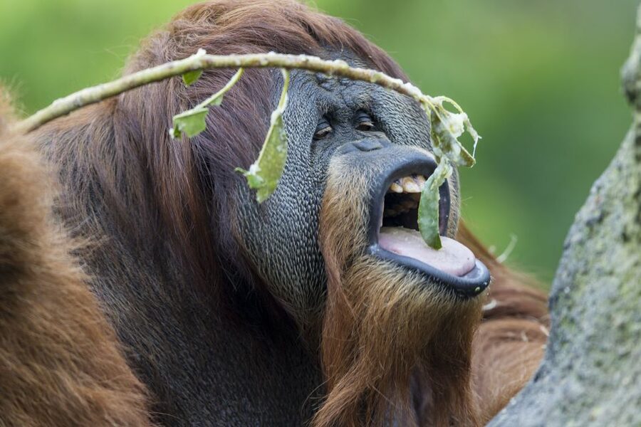 San Diego Zoo and Safari Park: 2-Day Entry Ticket - Animal areas worth planning around