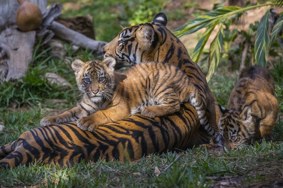San Diego Zoo and Safari Park: 2-Day Entry Ticket - Safari Park: open spaces and a slower sense of scale