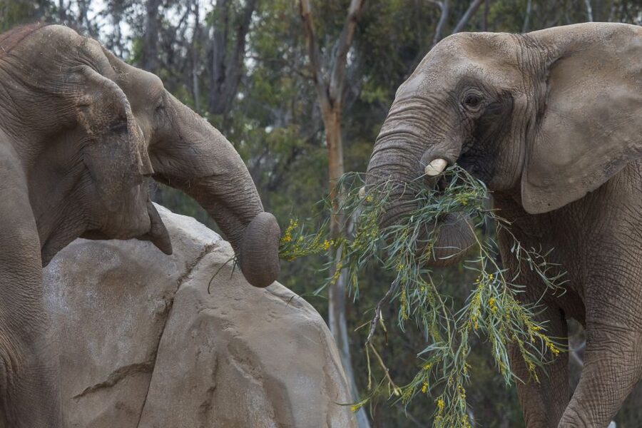 San Diego Zoo and Safari Park: 2-Day Entry Ticket - Tigers, elephants, lions, and the Sumatra area