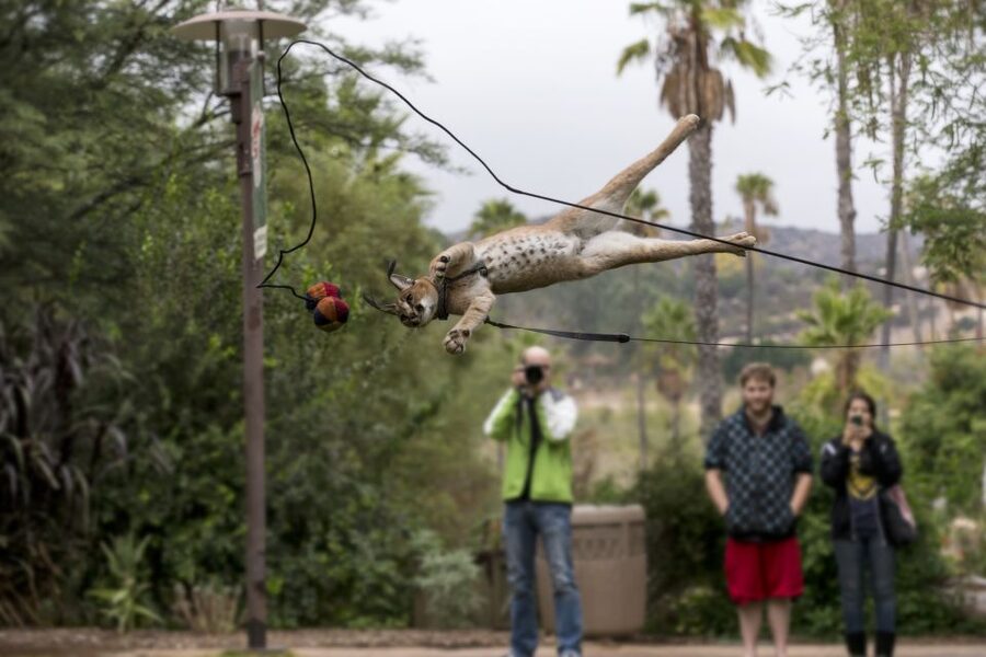 San Diego Zoo and Safari Park: 2-Day Entry Ticket - How to use the two-day ticket well