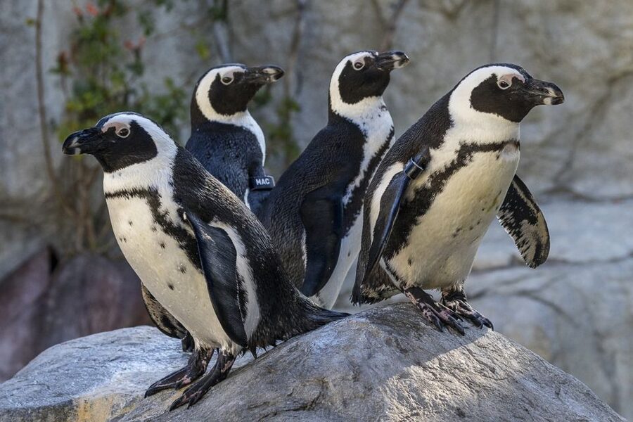 San Diego Zoo and Safari Park: 2-Day Entry Ticket - What the $152 price really buys you