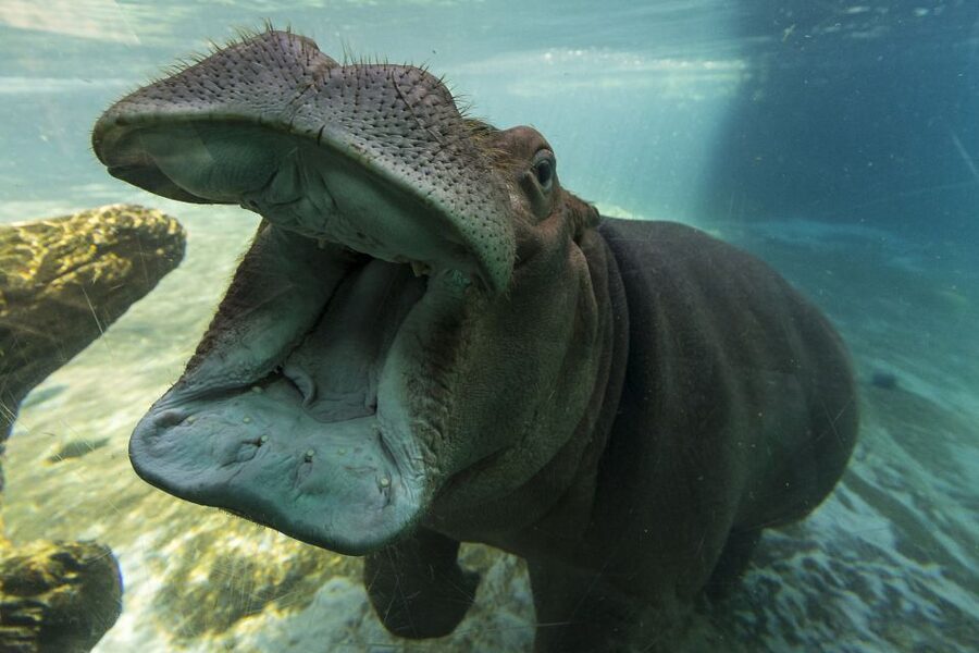 San Diego Zoo and Safari Park: 2-Day Entry Ticket - Who should buy this ticket