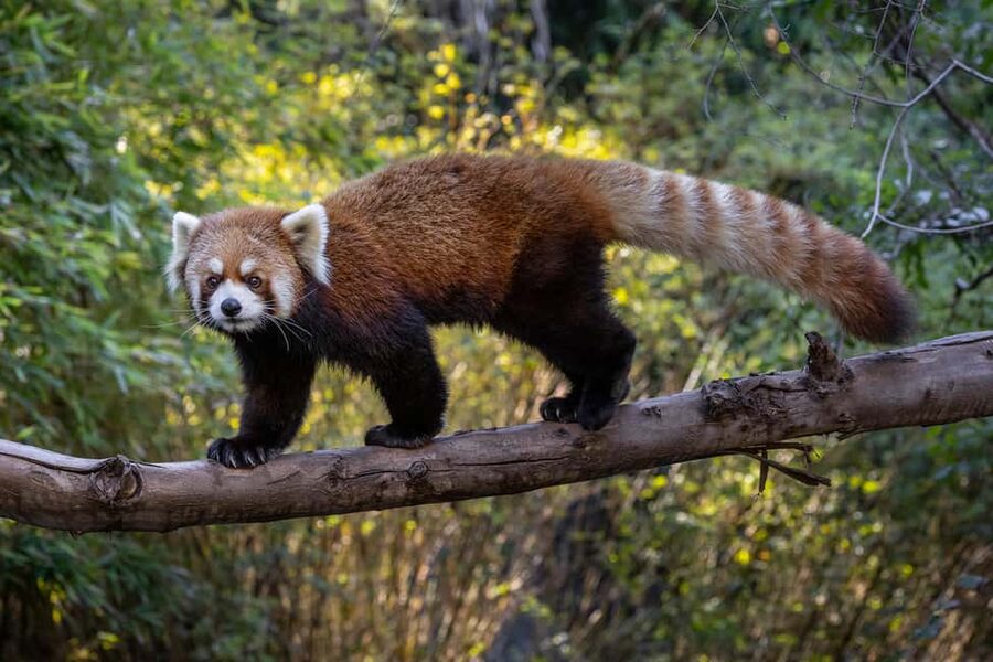 San Diego Zoo Safari Park 1-Day Ticket - Birds, condors, and daily animal programs